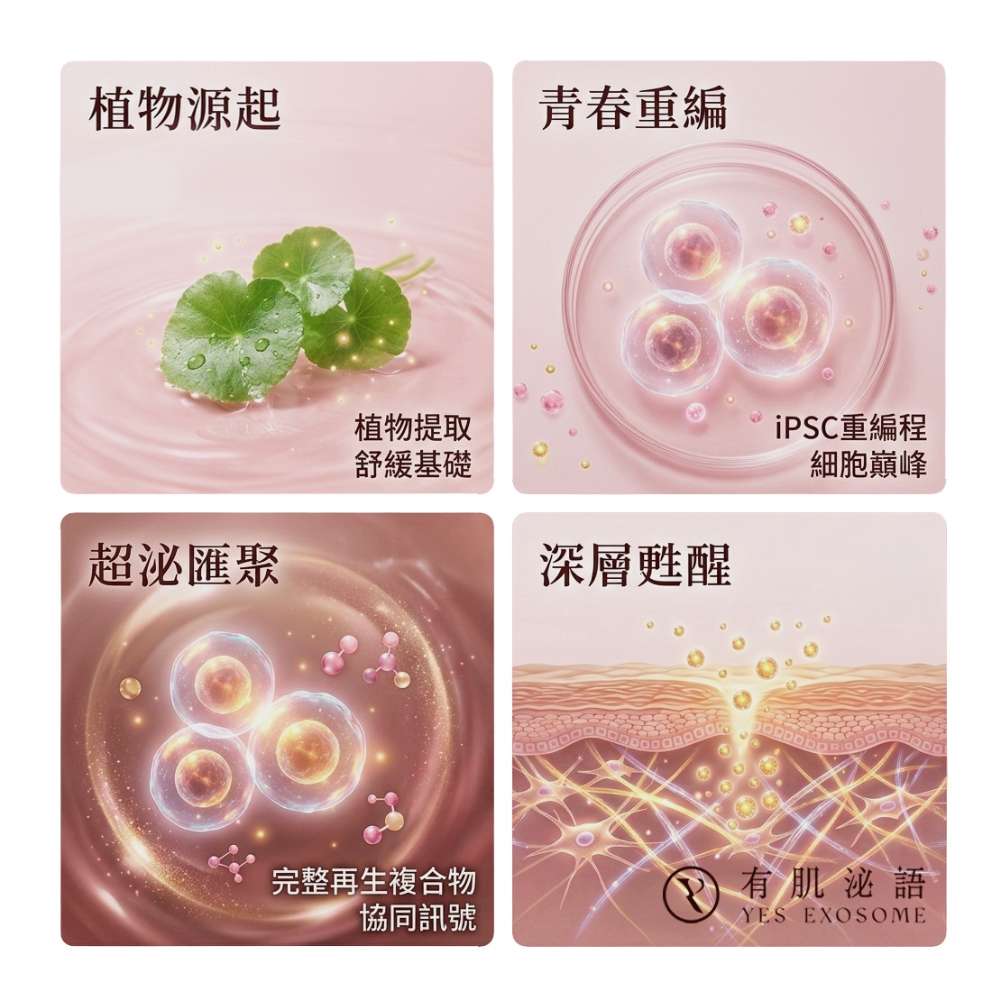 植物源起、青春重編、超泌匯聚、深層甦醒──不同外泌體來源與 iPSC 超泌體的科學脈絡對照